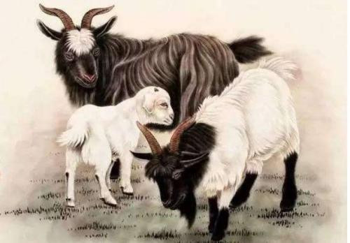 Tuổi Mùi cần giảm bớt sức ì để hoàn thành công việc. Con giáp biết học hỏi phương pháp kinh doanh nên thu nhập ngày càng đáng kể.