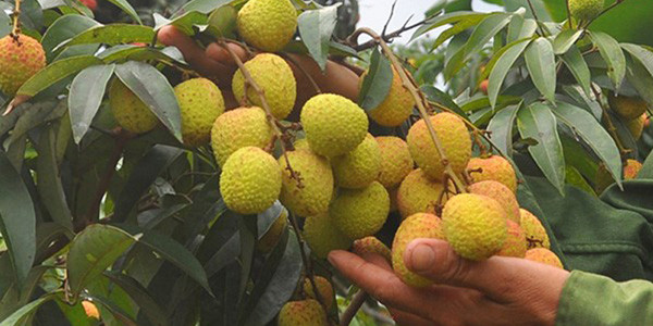 Khi vải còn xanh. Trang WebMD thông tin, vải chưa chín chứa độc tố hypoglycin A và methylenecyclopropyl-glycine (MCPG) có thể gây nôn, ói nếu ăn nhiều. Được biết, Hypoglycin A là một axit amin tự nhiên trong những trái vải chưa được thu hoạch, vẫn còn xanh. Nó gây hiện tượng nôn mửa ở mức nặng.