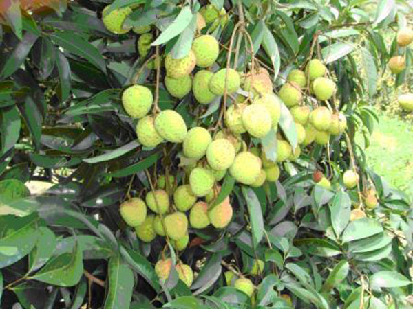 Trong khi đó, MCPG là một hợp chất độc được tìm thấy trong hạt vải làm giảm lượng đường trong máu đột ngột, nôn ói kèm bất tỉnh, hôn mê, thậm chí tử vong. Ăn nhiều vải thiều còn xanh khi bụng đói sẽ gây ra các cơn sốt cao, co giật và tử vong ở trẻ nhỏ.