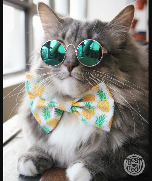 Tuổi Mão đôi khi nên lùi một bước, không quan trọng tranh giành ai đúng sai, nóng vội sẽ khiến bạn dễ làm hỏng việc. Hãy bình tĩnh hơn. Tinh thần không thoải mái, con giáp dễ chi tiêu quá tay, ảnh hưởng nghiêm trọng đến túi tiền.