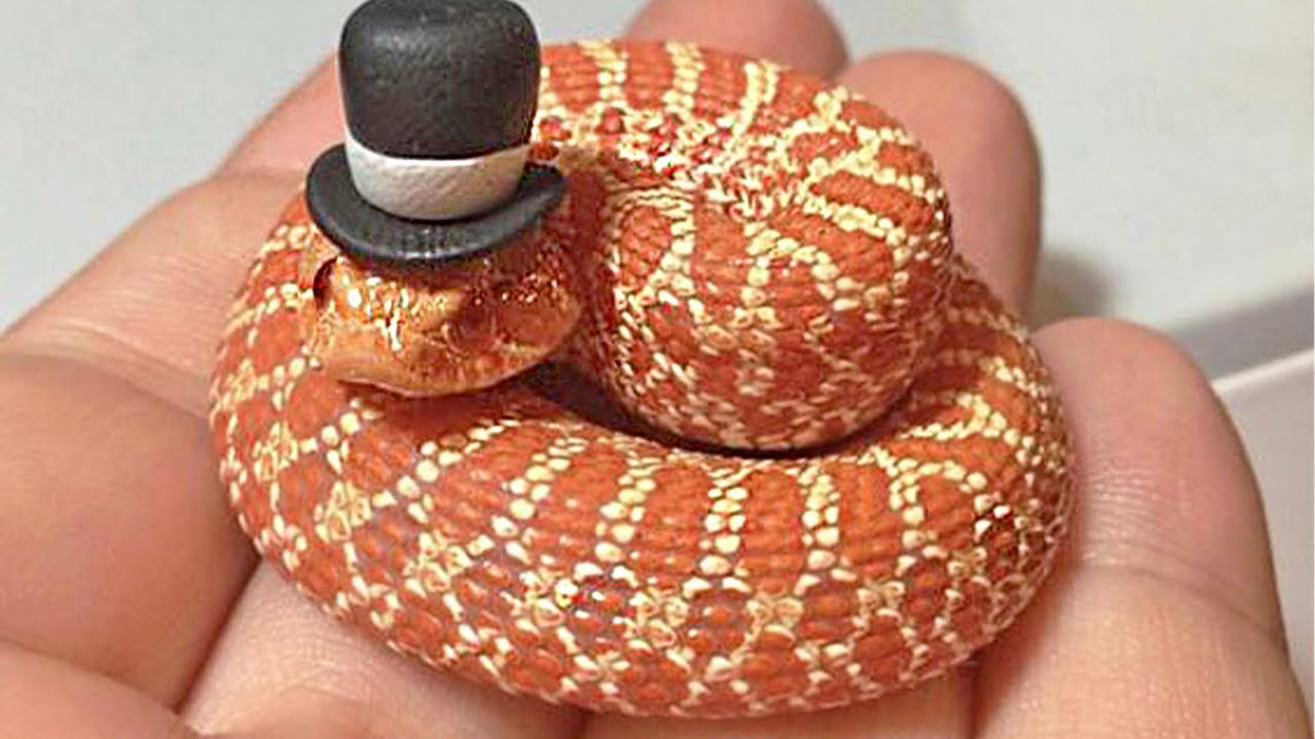 Tuổi Tỵ đừng quá kén chọn, cứ bắt tay vào, cơ hội sẽ tự xuất hiện. Chi tiêu hợp lý, tài lộc của con giáp ngày càng khởi sắc.