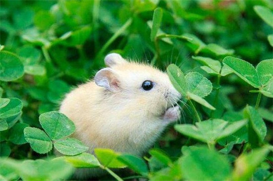 Du doan ngay 10/5/2021 cho 12 con giap: Suu tien do be, Mui tai khoan bung no