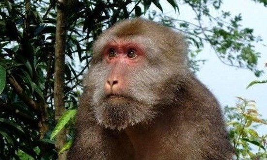 Tuổi Thân đừng để xảy ra cãi vã với đồng nghiệp, gây ảnh hưởng tinh thần làm việc chung. Tiền bạc ngày một thu về nhiều, con giáp hãy hào phóng một chút để cải thiện tài vận.