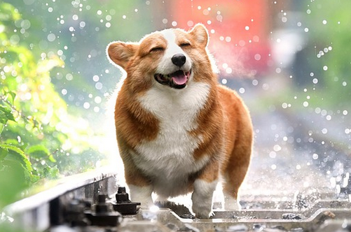 Tuổi Tuất thể hiện tinh thần trách nhiệm với công việc nên rất được coi trọng. Con giáp không nên tiêu tiền tùy hứng, dễ phải chịu áp lực kinh tế.