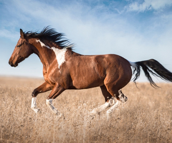 Tuổi Ngọ đạt được tham vọng trong sự nghiệp. Tinh thần kinh doanh lên cao, nhờ vậy con giáp năng nổ làm việc, thu về được khoản tiền lớn.
