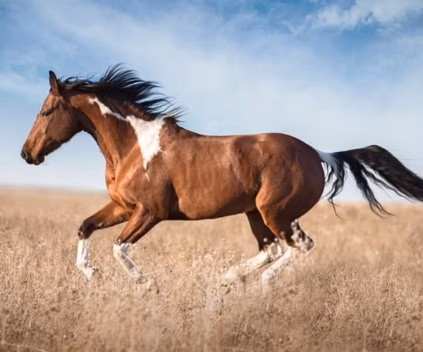 Tuổi Ngọ đạt được tham vọng trong sự nghiệp. Tinh thần kinh doanh lên cao, nhờ vậy con giáp năng nổ làm việc, thu về được khoản tiền lớn.