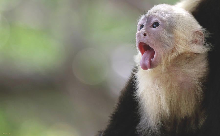 Tuần này con giáp phải đặc biệt chú ý kẻ thù chơi xấu từ phía sau, đồng thời coi trọng sự hợp tác với bạn bè.