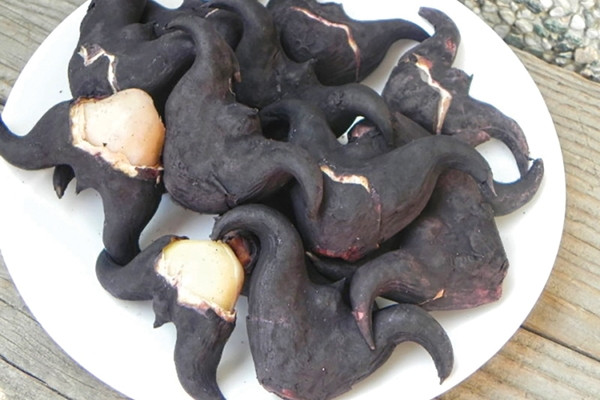 Dù vậy, củ ấy lại rất dễ “thu hút” giun gừng – một loại kí sinh trùng gây hại sức khỏe. Để ngăn ngừa, chị em nên cảnh giác khi chế biến. Cố gắng loại bỏ hết phần vỏ, không dùng miệng cắn hoặc nhai trực tiếp. An toàn nhất, bạn nên luộc thực phẩm trong nước sôi để tiêu diệt mầm bệnh. Ảnh: Internet.