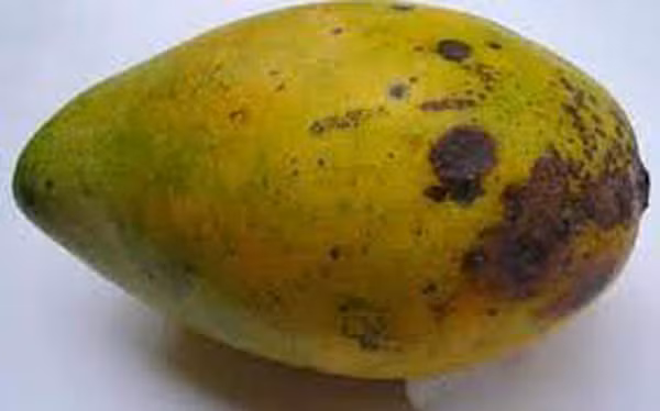 Vậy nhưng loại trái cây nhiễm nấm lại rất hại gan do chứa aflatoxin. Được biết, aflatoxin là một loại độc tố có khả năng gây ung thư mạnh. Nó từng được WHO công nhận là chất gây ung thư năm 1993. Thường xuyên tiêu thụ aflatoxin gây tổn hại lớn cho gan. Ước tính, chỉ cần 1mg aflatoxin là có thể gây ung thư.