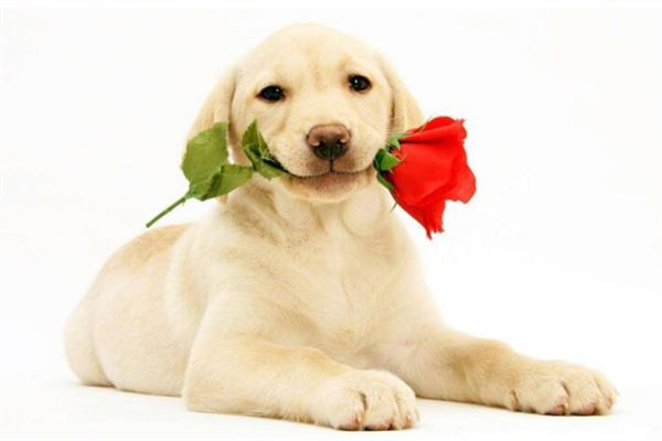 Tuổi Tuất hãy nghe theo lời khuyên của đồng nghiệp kẻo có thể sai sót dẫn đến hao tài tốn của. Hôm nay tài lộc sa sút, con giáp không nên đầu tư kẻo càng mất thêm.