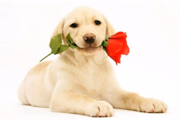 Tuổi Tuất hãy nghe theo lời khuyên của đồng nghiệp kẻo có thể sai sót dẫn đến hao tài tốn của. Hôm nay tài lộc sa sút, con giáp không nên đầu tư kẻo càng mất thêm.