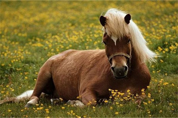 Tuổi Ngọ hãy phân tích và suy nghĩ thấu đáo, công việc sẽ phát triển mạnh mẽ. Không ngại vất vả làm thêm giờ, con giáp kiếm được tiền căng ví.