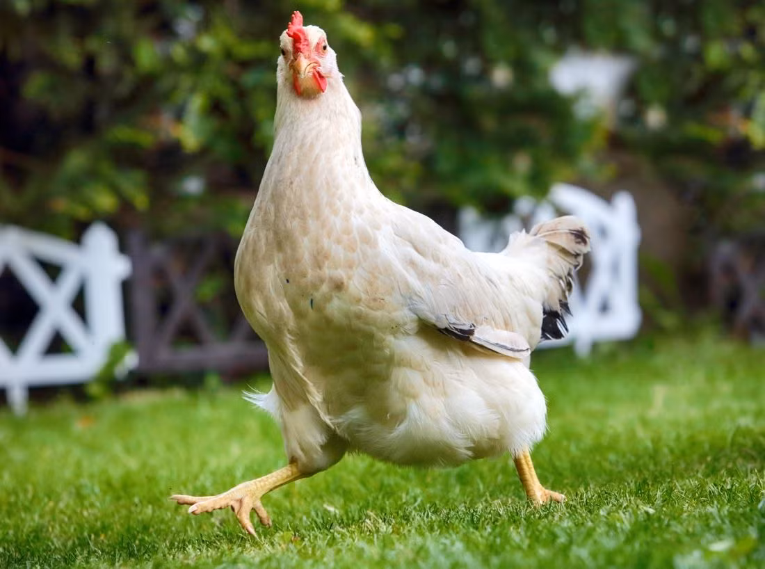 Tuổi Dậu gặp được lãnh đạo biết trọng dụng người tài nên mọi việc tiến triển hiệu quả. Tuy nhiên tài vận đi xuống, con giáp tránh các trò chơi đỏ đen kẻo mất tiền.