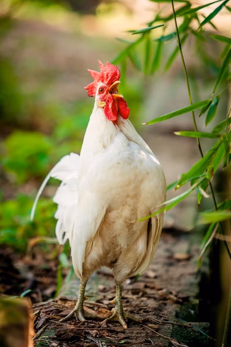 Trước hết cơ thể khỏe mạnh, minh mẫn mới có được sự nghiệp hay tài lộc, vì vậy hãy luôn nhớ coi trọng sức khỏe hàng đầu. Bên cạnh đó, con giáp cũng đang bốc đồng trong chi tiêu, gây tổn hại nghiêm trọng về tài chính, cần lên kế hoạch cụ thể. (*Thông tin chỉ mang tính chất chiêm nghiệm, trắc nghiệm vui).