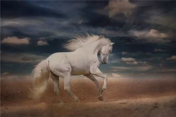 Tuổi Ngọ công việc hôm nay tốt đẹp, ai có ý định nhảy việc nên tận dụng thời cơ này, mọi chuyện sẽ thuận lợi. Các khoản chi tiêu không quan trọng đang phát tướng, con giáp cần xem xét lại.