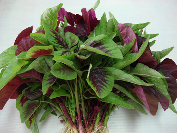 Không chỉ giàu dinh dưỡng, rau dền còn dễ chế biến món ăn nên được nhiều người lựa chọn. Tuy vậy, những người mắc bệnh thận nên hạn chế ăn nhiều. Nguyên nhân bởi lượng axit oxalic trong chúng đặc biệt lớn. Ước tính, cứ 100g rau dền có chứa tới 1142mg axit oxalic.