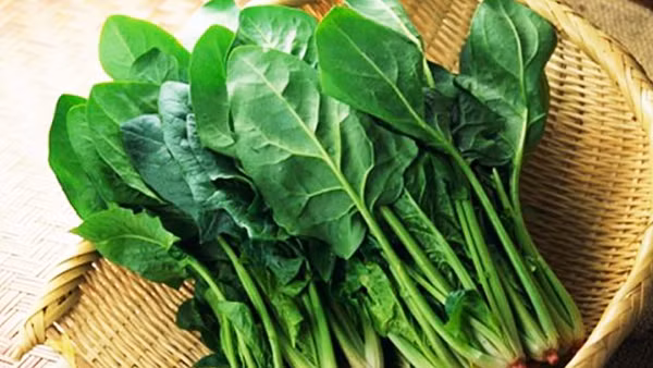 Rau bina. Rau bina giàu sắt, vitamin C, A giúp cơ thể tăng sức đề kháng. vitamin K, canxi tốt cho xương và răng. Ngoài ra, rau bina còn chứa nhiều vitamin C, E, arotenoid có tác dụng chống oxy hóa rất mạnh, giúp khống chế được các tế bào ác tính trong cơ thể.