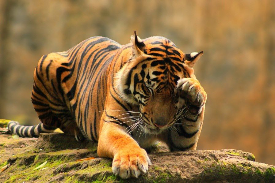 Tuổi Dần đang thiếu phương pháp làm việc nên rơi vào bế tắc, cần có cái nhìn tổng quát hơn. Việc kinh doanh đang thu được nhiều lợi lộc, hãy kiên trì.