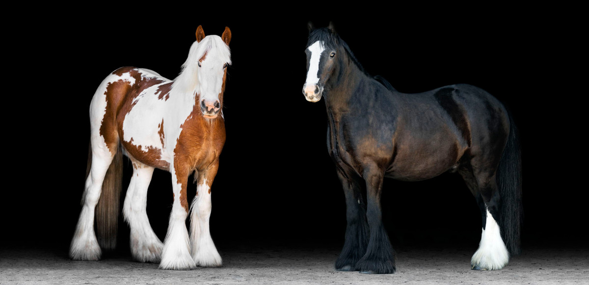 Tuổi Ngọ tập trung làm việc, sẽ nâng cao hiệu quả. Con giáp hôm nay dễ tiêu tiền sai lầm, tốt nhất thắt chặt hầu bao.