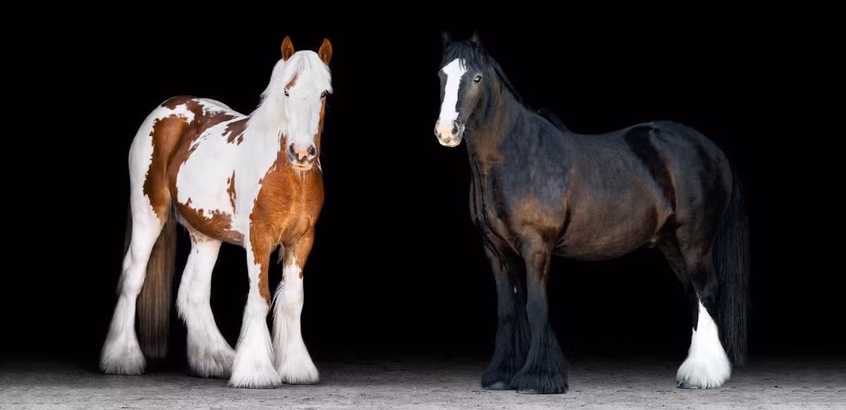 Tuổi Ngọ tập trung làm việc, sẽ nâng cao hiệu quả. Con giáp hôm nay dễ tiêu tiền sai lầm, tốt nhất thắt chặt hầu bao.