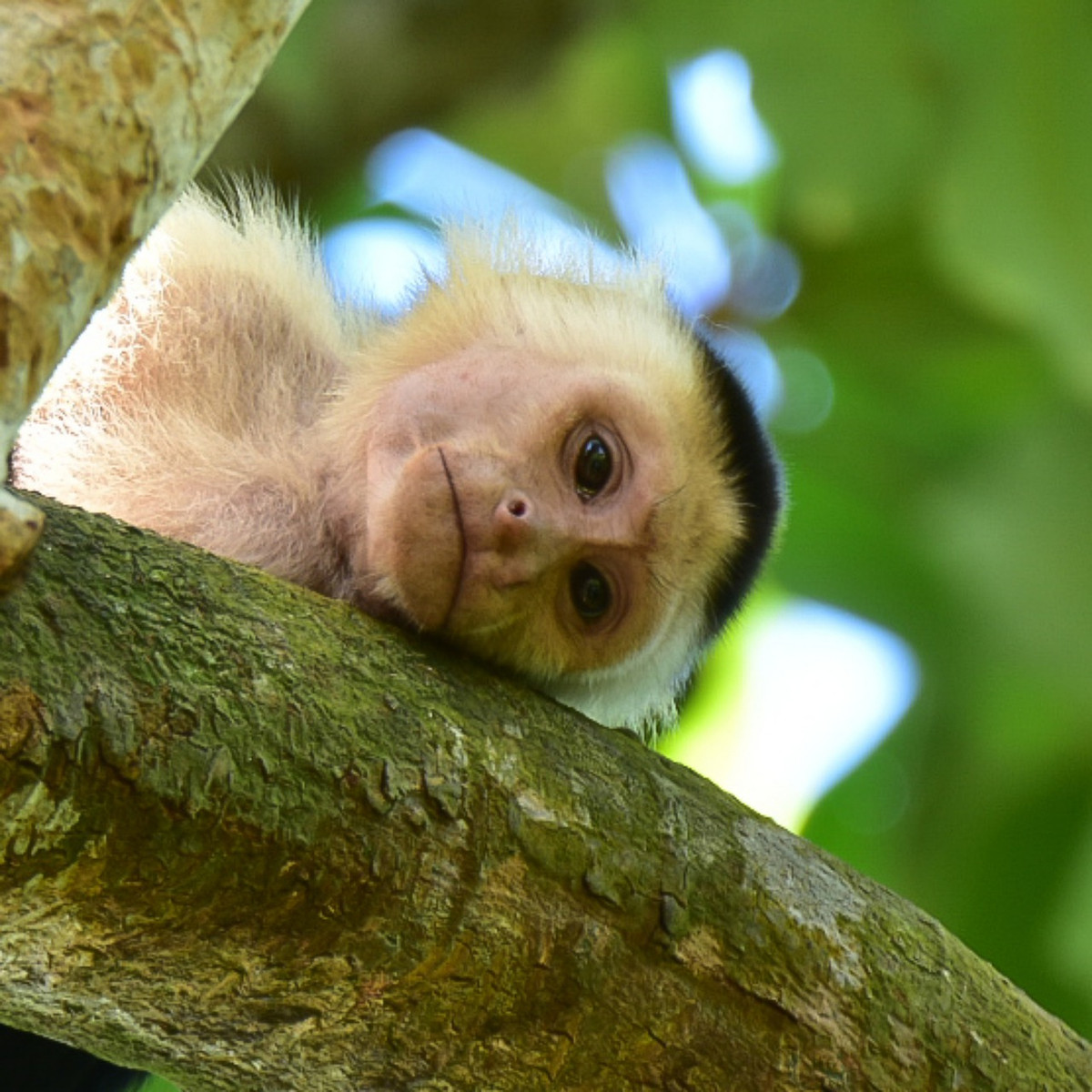 Tuổi Thân nên tôn trọng ý kiến lãnh đạo thay vì hời hợt bỏ qua. Việc kinh doanh bên ngoài có sự hợp tác ăn ý nên thu nhập của con giáp tăng cao.