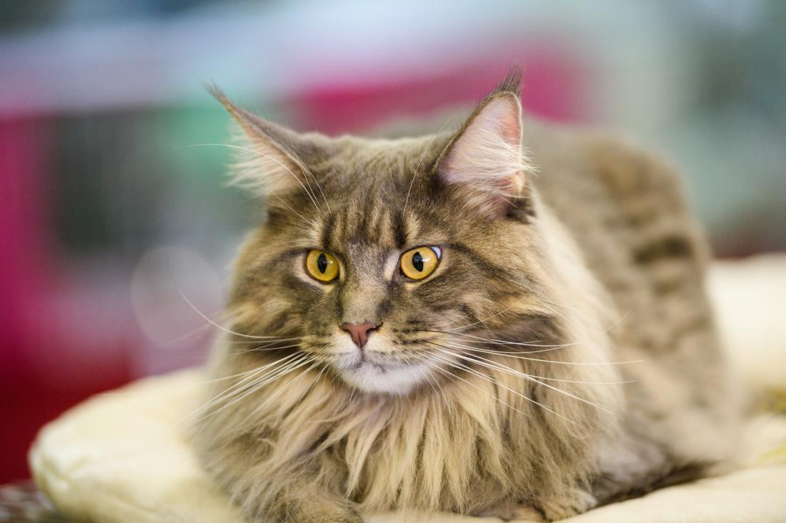 Tuổi Mão hiểu rõ cách hợp tác phát triển nên công việc ngày càng khởi sắc. Tuy nhiên, lợi nhuận sa sút, con giáp đừng nảy sinh lòng ghen tị với người giàu có hơn mình, thay vì vậy hãy nỗ lực hơn.