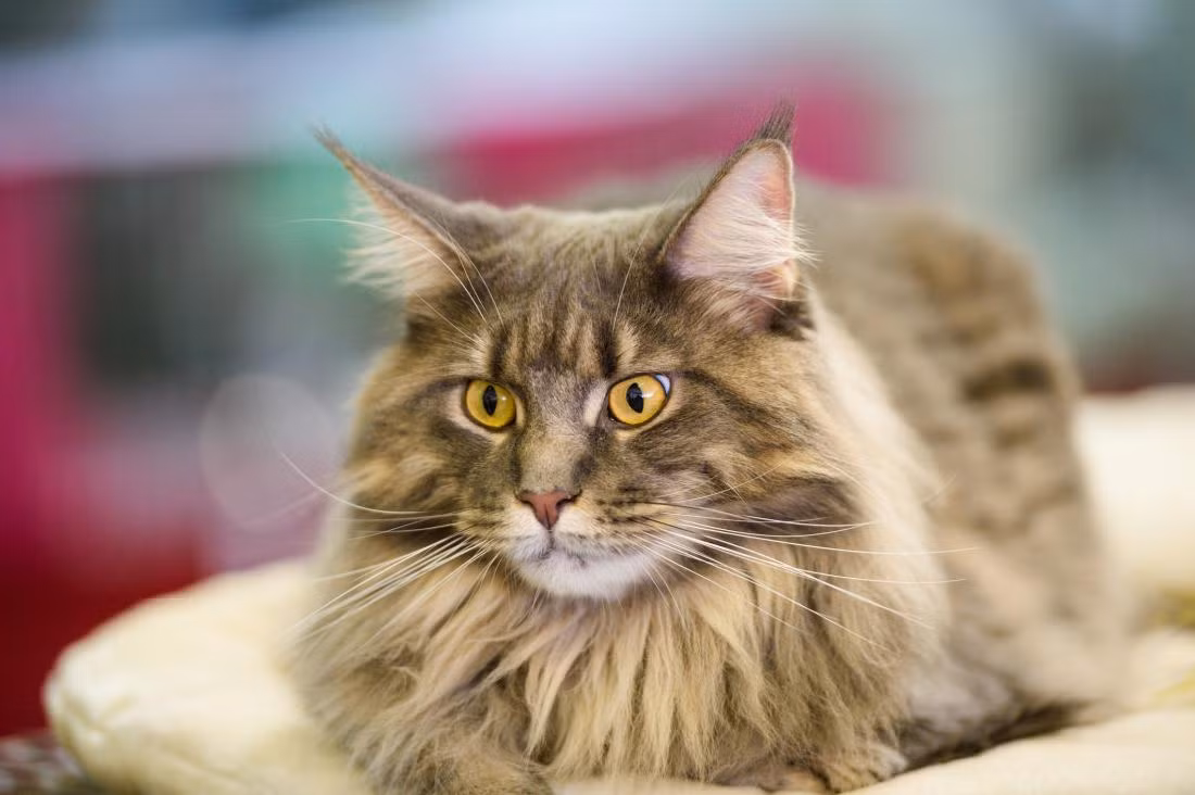 Tuổi Mão hiểu rõ cách hợp tác phát triển nên công việc ngày càng khởi sắc. Tuy nhiên, lợi nhuận sa sút, con giáp đừng nảy sinh lòng ghen tị với người giàu có hơn mình, thay vì vậy hãy nỗ lực hơn.