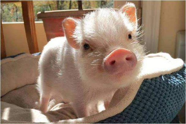 Tuổi Hợi cảm thấy bức xúc khi phải làm thêm giờ. Đừng buồn phiền, con giáp sẽ được bù đắp khi nhận được khoản tiền xứng đáng với nỗ lực. (*Thông tin chỉ mang tính chất chiêm nghiệm, trắc nghiệm vui).