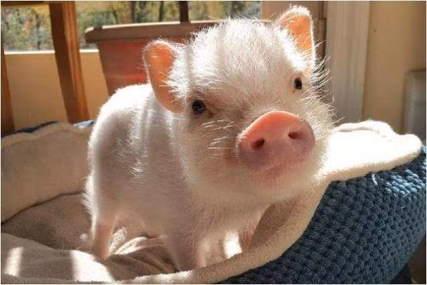 Tuổi Hợi cảm thấy bức xúc khi phải làm thêm giờ. Đừng buồn phiền, con giáp sẽ được bù đắp khi nhận được khoản tiền xứng đáng với nỗ lực. (*Thông tin chỉ mang tính chất chiêm nghiệm, trắc nghiệm vui).