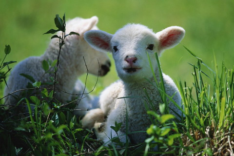 Tuổi Mùi công việc đang gặp nhiều may mắn, hãy tăng cường hợp tác sẽ có nhiều lợi lộc. Thiếu tinh thần tích cực kiếm tiền, việc làm thêm của con giáp lợi nhuận giảm sút.