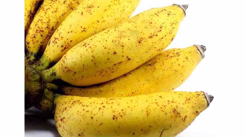 Đặc biệt, chuối chín kĩ có khả năng sản sinh lượng lớn nhất các yếu tố hoại tử khối u (TNF). Bằng cách kích thích sản xuất bạch cầu, TNF giúp chống lại sự gia tăng các tế bào bất thường trong cơ thể. Chuối chín kĩ cũng được đánh giá hiệu quả hơn gấp 8 lần trong việc cải thiện chức năng của bạch cầu.