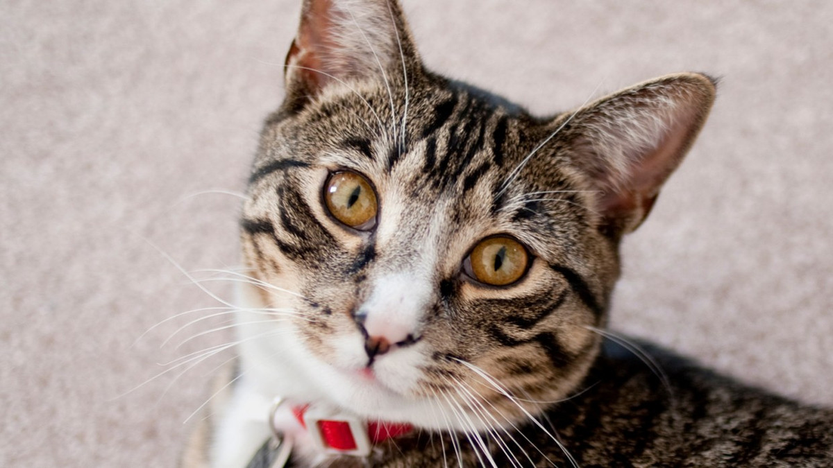 Tuổi Mão biết trước biết sau, tính toán tỉ mỉ nên công việc hoàn thành xuất sắc, không gặp sai sót gì. Con giáp đừng quá tham lam trong kinh doanh kẻo hao tổn tài lộc.