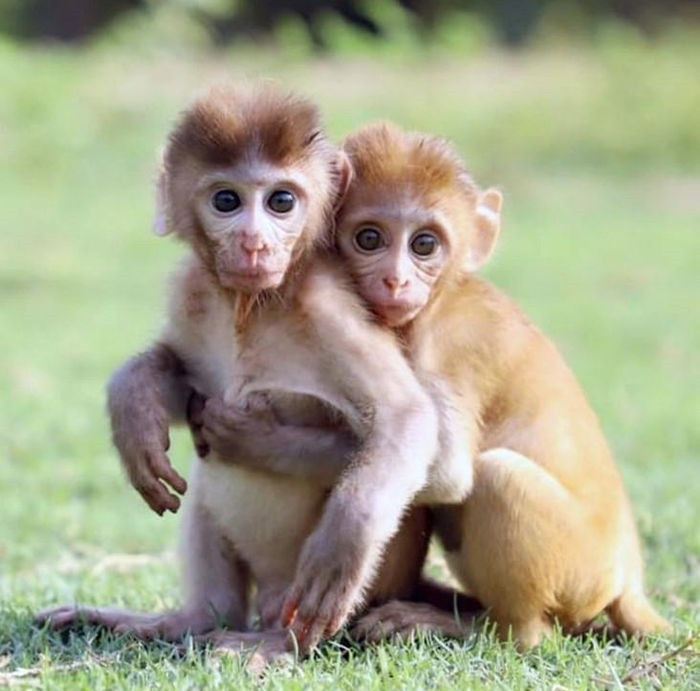 Công việc của tuổi Thân hôm nay chỉ ở mức vừa phải, khó tiến xa. Bù lại quý nhân chỉ đường cho con giáp biết cách kiếm tiền ngoài giờ, nhờ vậy thu nhập rủng rỉnh.