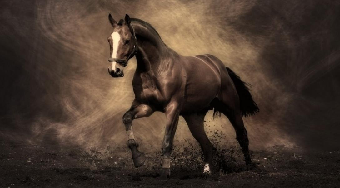 Tuổi Ngọ hoàn thành các nhiệm vụ một cách ấn tượng. Đôi khi quá nghĩa khí khiến con giáp hao tổn không ít tiền bạc, hãy thực tế hơn.