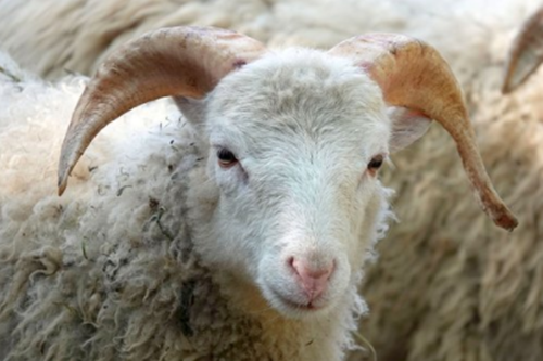 Tuổi Mùi đang trì trệ trong công việc, hãy xem lại bản thân. Hôm nay con giáp có thêm một khoản lợi nhuận, nhờ đó giải quyết được tình trạng nợ nần.