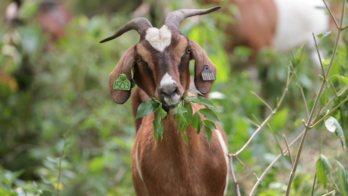 Tuổi Mùi cẩn thận thị phi tại nơi làm việc, có thể kéo công việc của bạn tụt dốc. Cảm xúc không tốt có thể ảnh hưởng quyết định đầu tư của con giáp.