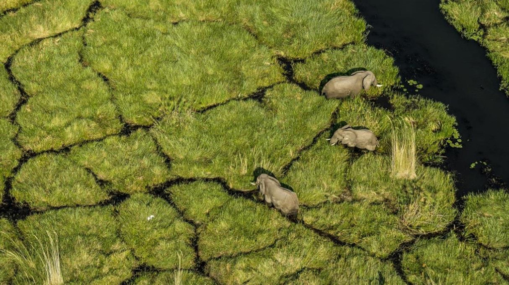 Đồng bằng Okavango (Botswana): Mùa hè ở Bắc Bán Cầu báo hiệu mùa đông đang về tới nửa còn lại. Ngược với khung cảnh xác xơ ở nhiều nơi khi đông tới, đồng bằng Okavango trở nên xinh đẹp hơn bội phần nhờ màu xanh mát của đồng cỏ. Khung cảnh đàn voi ung dung ăn cỏ, nghịch nước được nhiếp ảnh gia Beverly Joubert ghi lại bằng góc chụp từ trên cao.