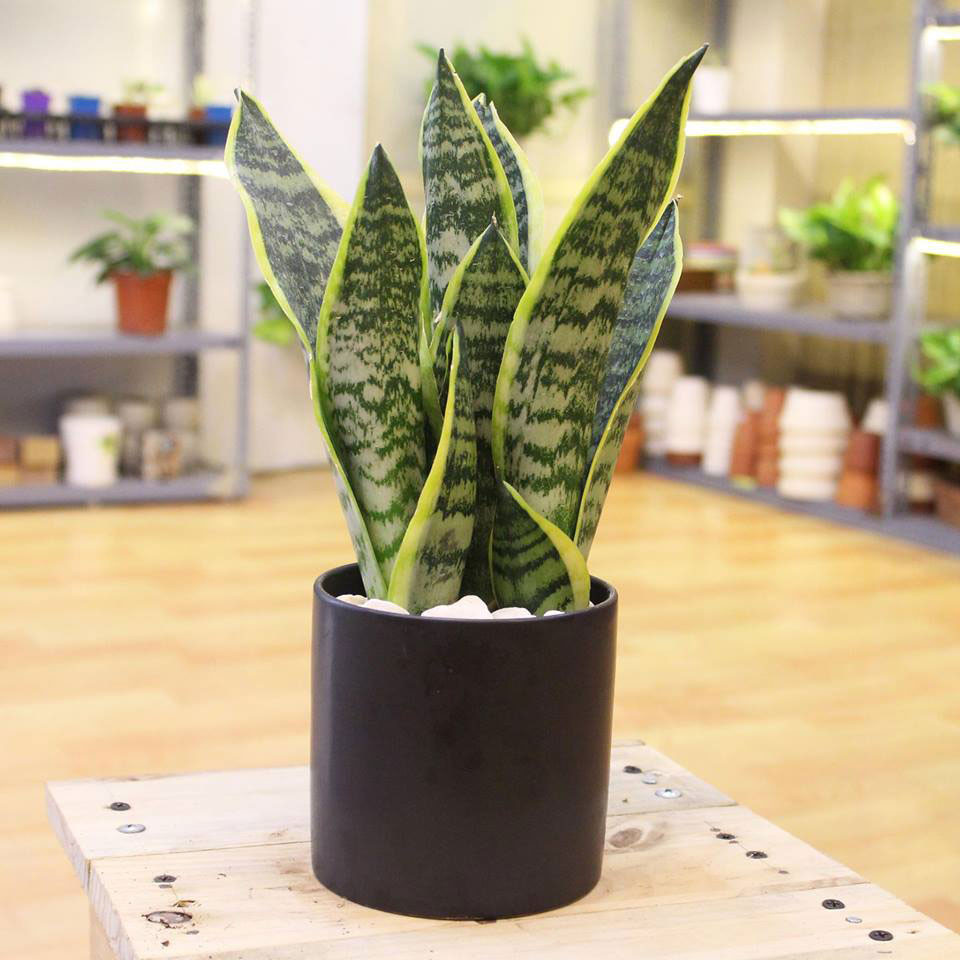 Tuy nhiên, vị trí của các cây phải được đặt đúng chỗ mới có thể phát huy được hết nguồn năng lượng của cây. Hãy đặt cây ở vị trí hướng cửa đi vào chính diện ngôi nhà. Đây là vị trí thích hợp có nhiều nguồn ánh sáng giúp cây phát huy được hết các sinh khí đưa đến ngôi nhà. Cần lưu ý tránh đặt cây ở những góc khuất, không được chăm sóc kĩ càng. Bởi vị trí này không tốt trong phong thủy, đôi khi còn khiến làm ăn thất bát, gia tài tiêu hao.