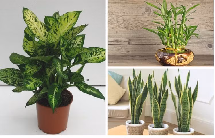 Sen phật đà, cây lưỡi hổ, cây phất dụ, cây ngọc bích,... là những cây có ý nghĩa về sự tài lộc và thịnh vượng. Ngoài ra, những loại cây này còn đem đến cho ngôi nhà nguồn sinh khí tốt dồi dào, gia chủ sẽ gặp nhiều may mắn đến với mình.