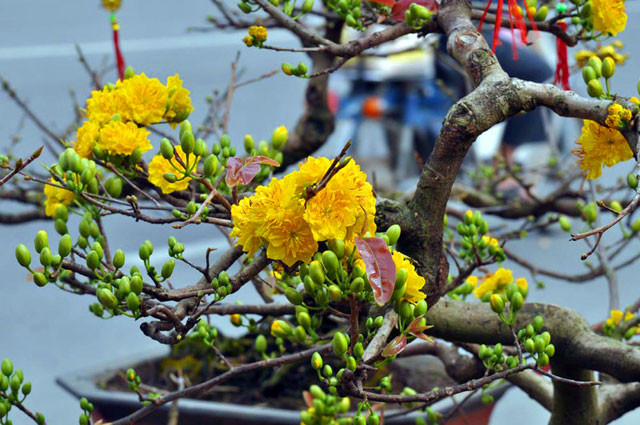 Mai vàng miền Nam cũng được không ít người chơi hoa chọn để trưng bày trong dịp Tết. Tuy nhiên, cách chăm sóc những cây mai “đỏng đảnh” này phải phụ thuộc khá nhiều vào điều kiện thời tiết.