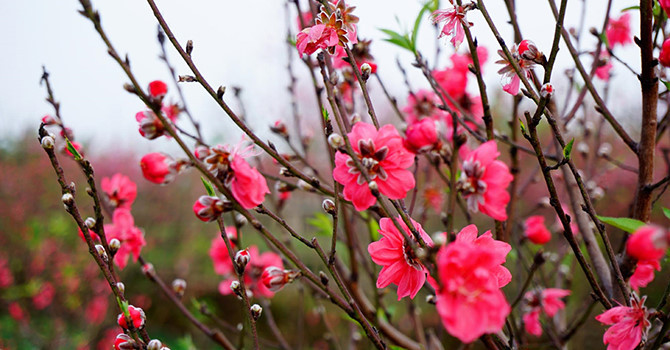 Tuy nhiên, ông khẳng định cách làm này cũng đòi hỏi kỹ thuật chứ không đơn giản chỉ là châm lửa và hơ cháy gốc. Nếu quá tay, già lửa sẽ làm cháy gốc, gây tổn thương các mạch dẫn, khiến nước không lên nuôi cành được, sẽ làm cho cành đào Tết lại nhanh héo, hoa chóng tàn.