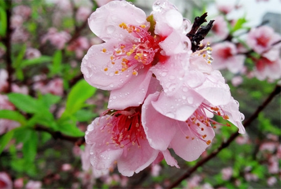 Ngoài ra, nếu thời tiết giá lạnh thì người chơi đào có thể tưới thêm nước ấm để kích thích đào ra hoa.