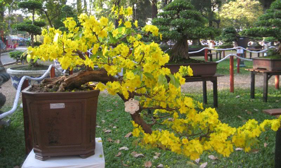 Cũng có thể đào nhẹ quanh gốc để làm đứt một số rễ cám, hạn chế tốc độ sinh trưởng của cây.