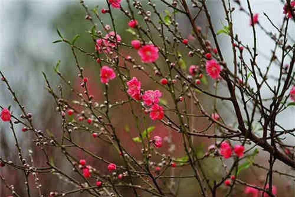 Đúng là theo kinh nghiệm dân gian thì sau khi chặt cành đào nên đốt phần gốc của cành, để hạn chế cành đào chảy nhựa sẽ mất chất dinh dưỡng, khiến đào nhanh tàn. Việc này cũng làm nước cắm đào sạch, lâu phải thay nước, và còn ngăn ngừa khả năng vi khuẩn và nấm mốc tấn công vào bên trong thân cành làm hỏng đào.