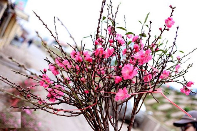 Lâu nay, nhiều người vẫn cho rằng đốt gốc sẽ giúp cành đào tươi lâu hơn nhờ tác dụng diệt khuẩn và nấm mốc xâm nhập vào các bó mạch dẫn của thân cành, và hạn chế cành đào chảy nhựa. Tuy nhiên việc làm này hại nhiều hơn lợi.