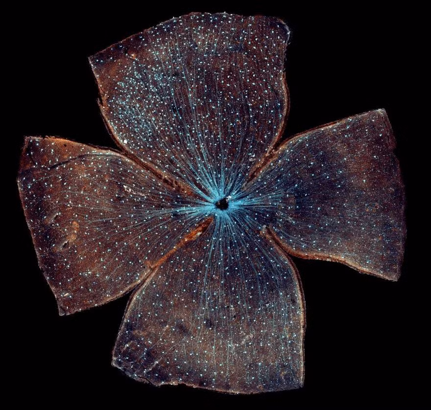 Tế bào hạch của một con chuột. (Nguồn Bored Panda)