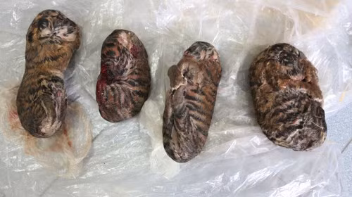 Hổ con đông lạnh bị cơ quan công an Nam Định thu giữ. Những con hổ con xấu hổ này bị bắt, giết và mua bán trái phép tại khu chợ ở biên giới Việt Nam - Lào.