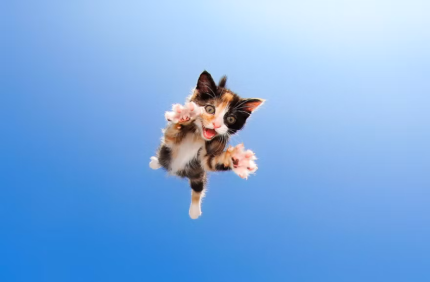 Hơn nữa, những con mèo cũng không đòi hỏi phải chăm sóc hay thức ăn quá khắt khe, chúng hoàn toàn có thể thích ứng với con người. (Nguồn Bored Panda)