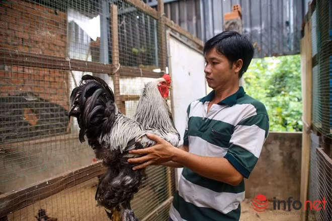 Hiện, anh Phước sở hữu 2 trại gà tại quận 12, một trại để nhân giống trại còn lại diện tích sân vườn rộng hơn để thả gà tơ. Anh Phước chủ yếu bán qua mạng và cho bạn bè cùng đam mê chơi gà mua để bán lại. Một cặp gà giống có tùy kích cỡ màu sắc có giá từ 20 – 30 triệu/cặp.