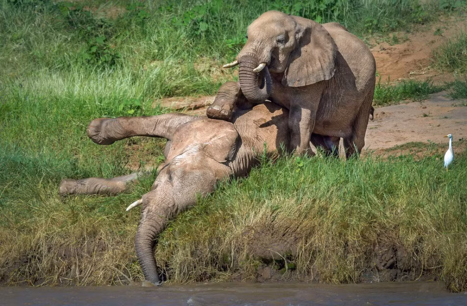Chơi đùa chán chê, hai chú voi con bày đặt diễn sâu. Một con voi giả vờ ngã xuống nhắm mắt giả chết trong khi con voi còn lại không ngừng giả vờ lay khóc gọi bạn. Sau khi cảm thấy diễn đủ, hai chú voi con tỉnh dậy chơi đùa với nhau. (Nguồn Sina)